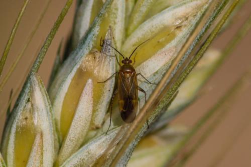 Plagiognathus fulvipennis
